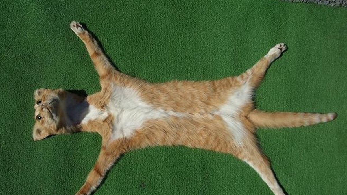 Tanken är att den uppstoppade katten ska användas som en matta.